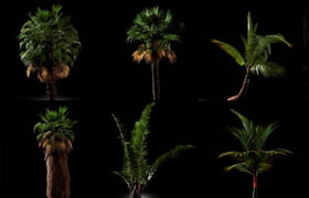 G3D Studio - Palmeras para SketchUp (Palm tree for SketchUp)