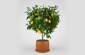 Lemon tree