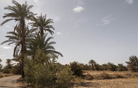 Photobash - Desert Palm Grove