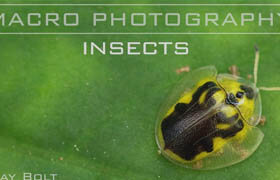 Craftsy - Macro Photography Insects with Clay Bolt