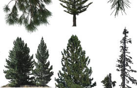 Photobash - Conifer Trees