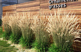 Ornamental grass dry