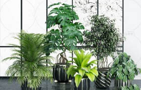 Plants collection 06 - 3D models