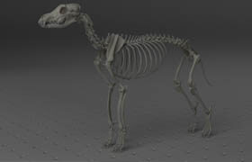 Sketchfab - Wolf Skeleton - 3dmodel