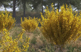 VIZPARK - Forsythia Bushes Set of 10 3D-Shrubs - 3dmodel