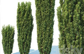 Taxus Baccata # 1 Fastigiata Robusta V2  ​