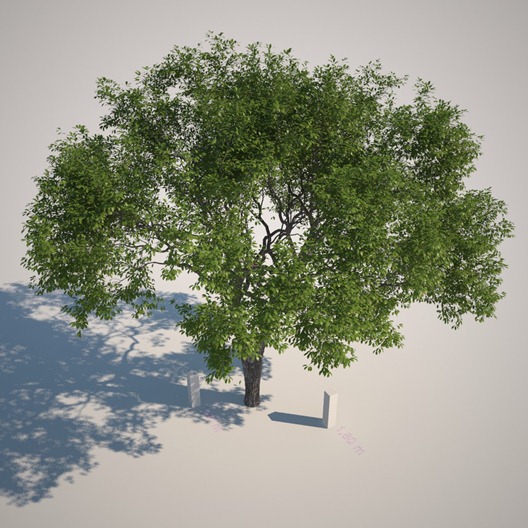 PREVIEW Tree Top thumb GrowFX Custom Foliage Creation by Studio xoio
