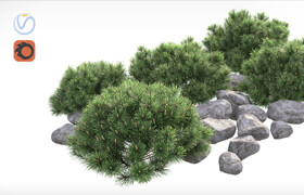Pumil mountain pine