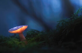 Laanscapes - The Magic Mushroom