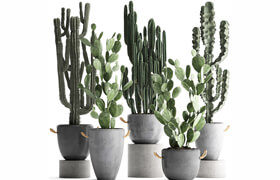 Turbosquid - Collection of Exotic Cactus Plants 386 3D modelby deckorator4