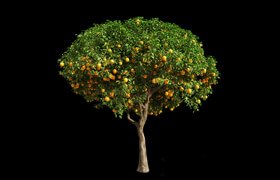 Orange Tree 12