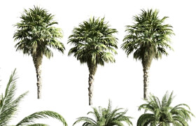 set of palms