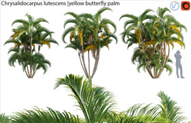 Chrysalidocarpus lutescens - yellow butterfly palm - 02