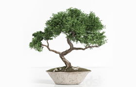 plant bonsai02