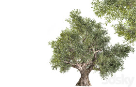 olive tree 02