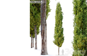 italian cypress 2