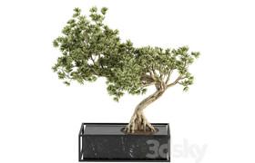 indoor Plant Set 225 - Bonsai Plant