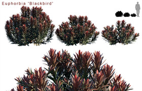 Euphorbia Blackbird | Cushion spurge