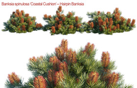 Banksia spinulosa | Coastal Cushion | Hairpin banksia