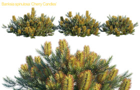Banksia spinulosa | Cherry candles