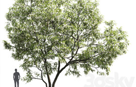 White Acacia | Robinia Pseudoacacia # 5 (9.5m)