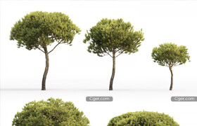 Cgmood - Pine Italian Pinea Pinus Pinea 4 4.8 To 9.2m - 3dmodel