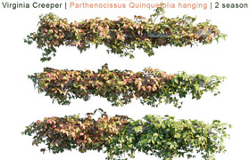 Virginia Creeper | Parthenocissus Quinquefolia hanging | 2 season