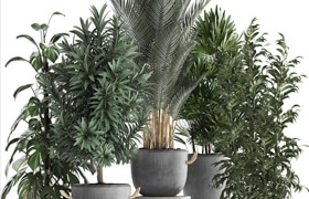 Plant Collection 413. palm, bamboo, rapis, monstera, concrete pot, flowerpot, indoor plants, Raphis Palm