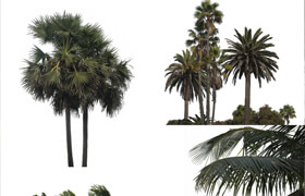 PhotoBash - Palm Trees