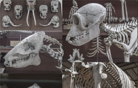 Photobash - Skulls & Bones