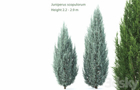 Juniperus