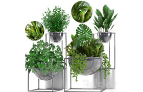 Collection of plants. Schefflera, Tradescantia, black flowerpot, loft, indoor plants, bushes