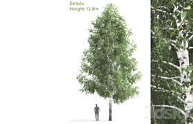 Betula # 3 (12.8m)
