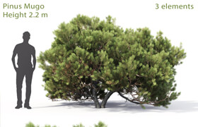 Pine mugo