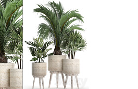 Plant Collection 427. Rapis, monstera, indoor plants, Scandinavian style, eco design, natural materials, Raphis Palm