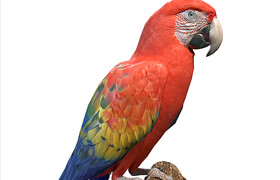 Red macaw