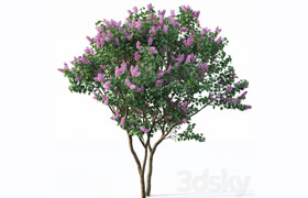 Lilac, Syringa vulgaris # 3 Tree