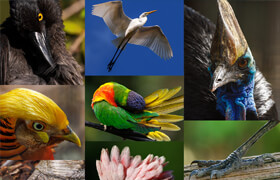 Artstation - David Simon - 1000+ Bird photos for Creature Artists - 参考照片
