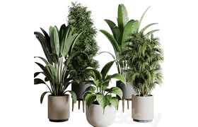 Collection indoor plant 196 plant ficus rubbery palm ravenala bamboo concrete vase