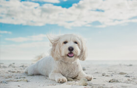 KelbyOne - The Secrets to Capturing the Best. Dog. Photos. Ever. Taken