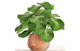 Tropical potted plant, flower, flowerpot, small plant, clinker, clay