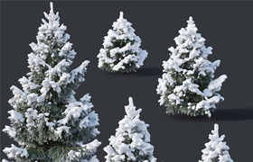 Spruce # 2 - Winter Six sizes H1-3m.