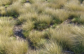 Eskdale grass