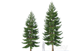 Spruce # 5 Two sizes H8,10m. Modular branches