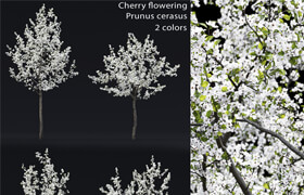 Cherry flowering