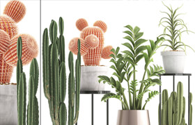 Plant collection 303. Cactus set