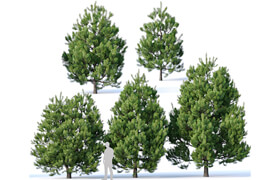 Pinus sylvestris # 2 H3-6m