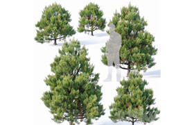 Pinus sylvestris # 4 H110cm-300cm V2