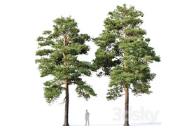 Pinus sylvestris Nr16 H12-14m Two tree set