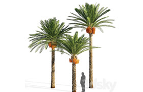 Date palm